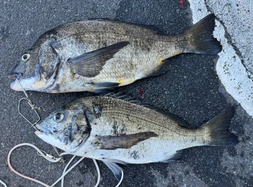 クロダイの釣果