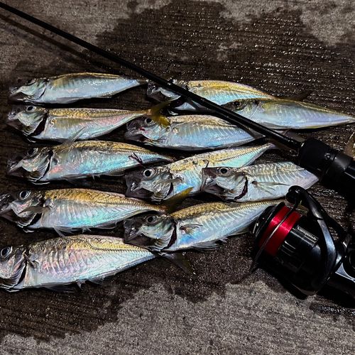 アジの釣果