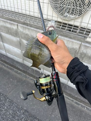 ブルーギルの釣果