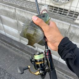 ブルーギル