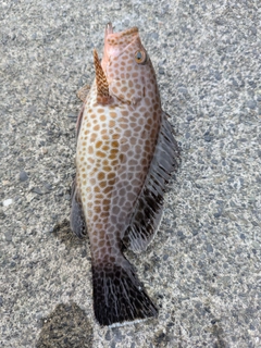 オオモンハタの釣果