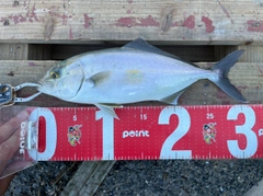 ヤズの釣果