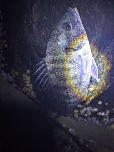 チヌの釣果