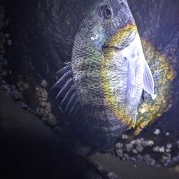 チヌ