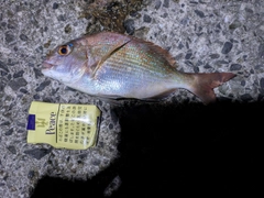 チャリコの釣果