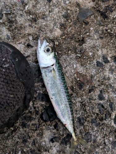 サバの釣果