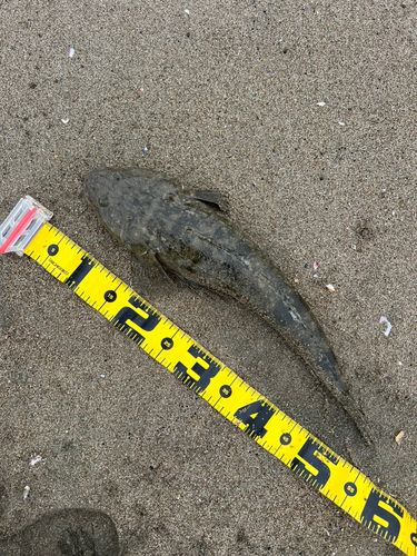 マゴチの釣果