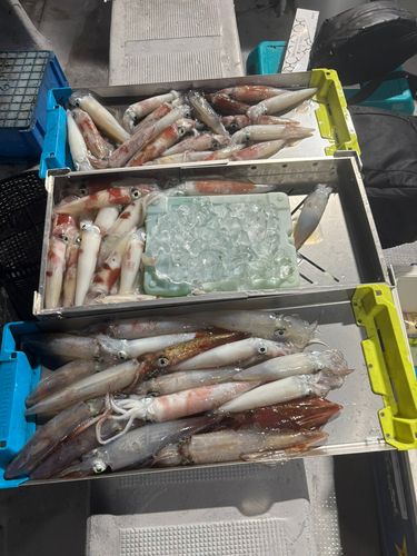 ケンサキイカの釣果