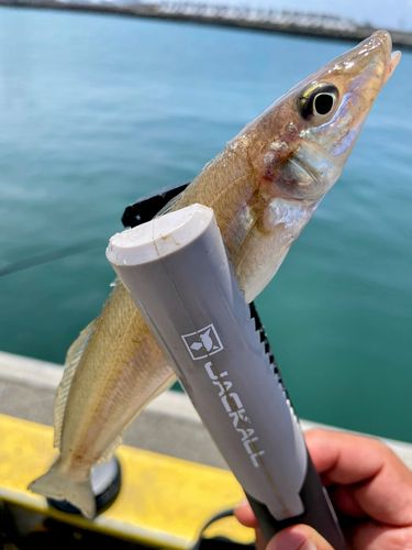 キスの釣果