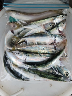 キスの釣果