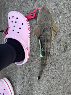 マゴチの釣果