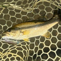 スモールマウスバス