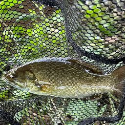 スモールマウスバス