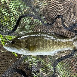 スモールマウスバス