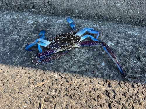 ワタリガニの釣果