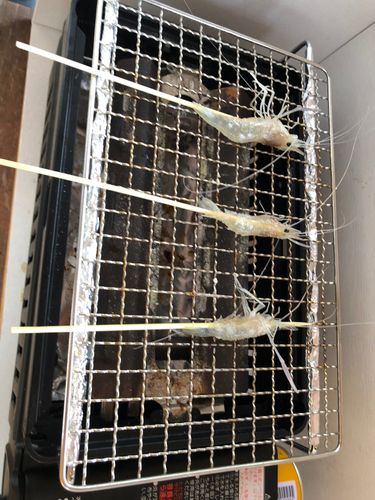 オニテナガエビの釣果