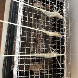 オニテナガエビ