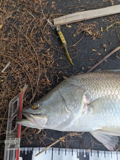 バラマンディの釣果