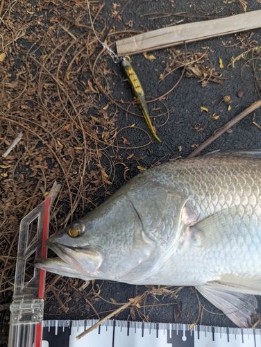 バラマンディの釣果