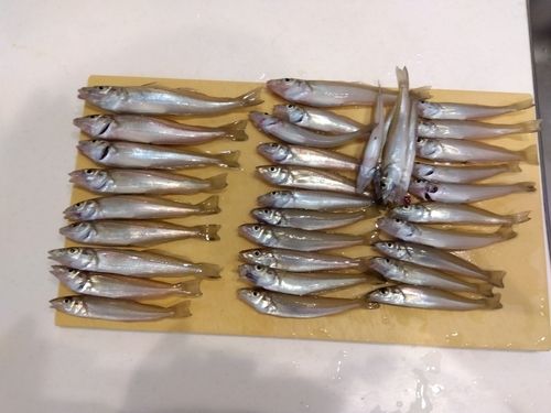 キスの釣果