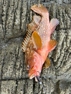 キジハタの釣果
