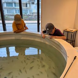 オニテナガエビ