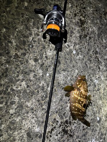 キジハタの釣果