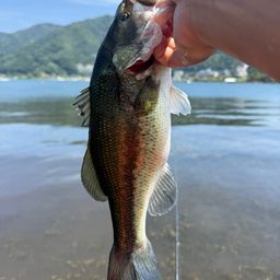 ブラックバス