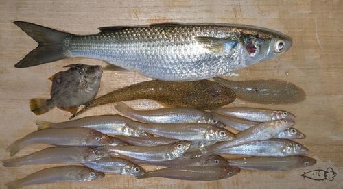 キスの釣果