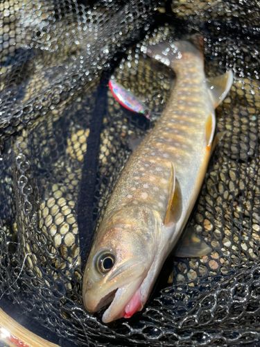 ニッコウイワナの釣果