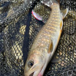 ニッコウイワナ