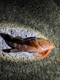 キジハタの釣果