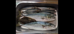 イナダの釣果