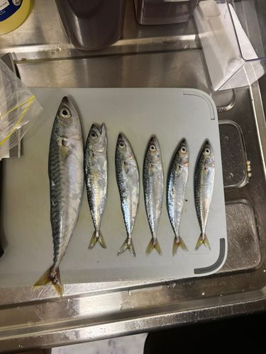 サバの釣果