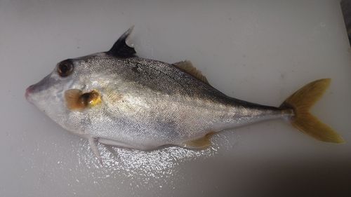 ギマの釣果