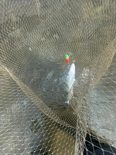 キビレの釣果