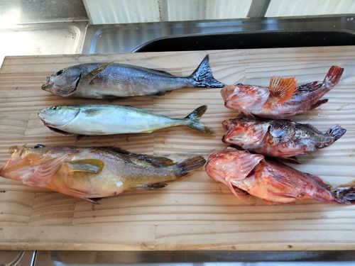 イサキの釣果