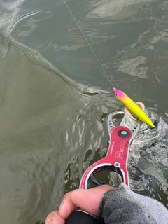 キビレの釣果