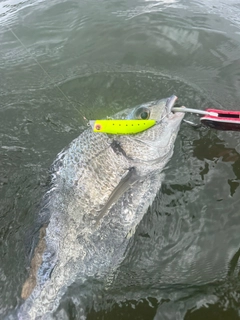 キビレの釣果
