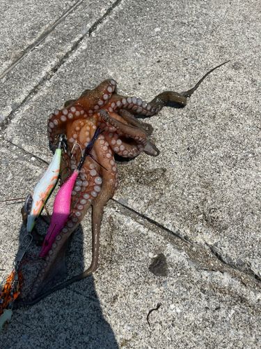 タコの釣果