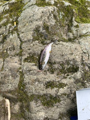 ヤマメの釣果
