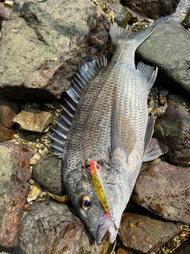 クロダイの釣果