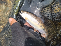 ヤマメの釣果