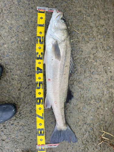 スズキの釣果