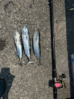 マルソウダの釣果