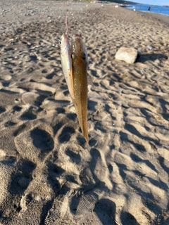 キスの釣果