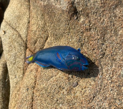 オトメベラの釣果