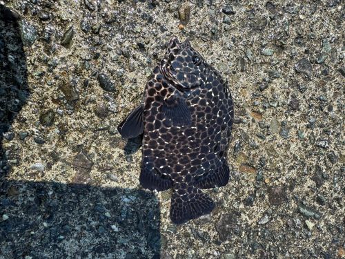 イシガキダイの釣果