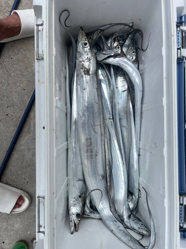 タチウオの釣果