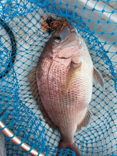 マダイの釣果